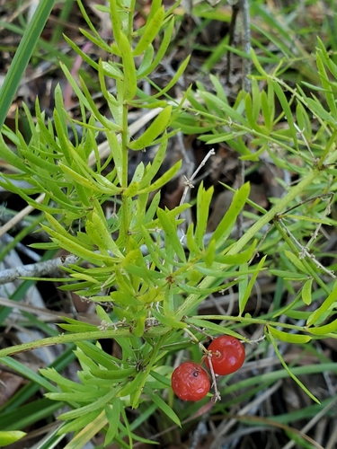 Asparagus image