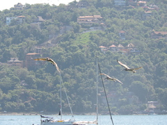 Pelecanus occidentalis