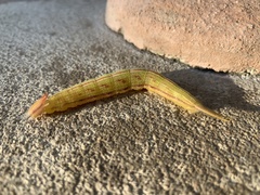 Opsiphanes boisduvallii