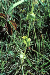 Blackstonia perfoliata