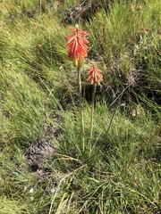 Kniphofia baurii