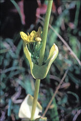 Blackstonia perfoliata