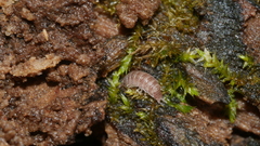 Miktoniscus