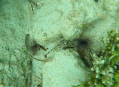 Bispira melanostigma