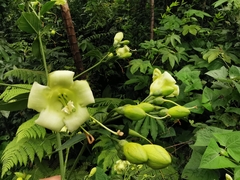 Macrocarpaea cochabambensis
