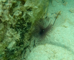 Bispira melanostigma