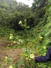 Macrocarpaea cochabambensis