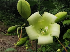 Macrocarpaea cochabambensis