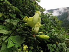 Macrocarpaea cochabambensis