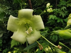 Macrocarpaea cochabambensis
