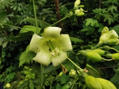 Macrocarpaea cochabambensis