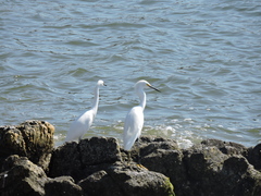 Egretta thula