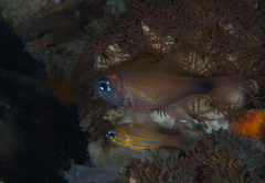 Taeniamia macroptera