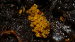 Hemitrichia serpula