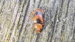 Coccidula scutellata