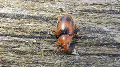 Coccidula scutellata