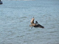 Pelecanus occidentalis