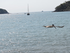 Pelecanus occidentalis