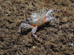 Grapsus grapsus