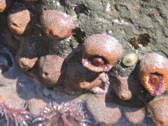 Bunodosoma californica