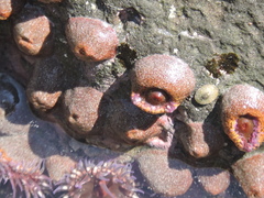 Bunodosoma californica