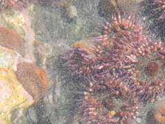 Bunodosoma californica