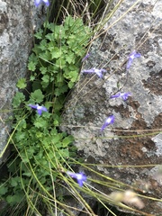 Lobelia preslii