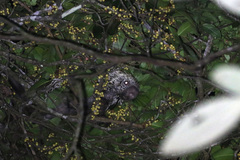 Coendou prehensilis