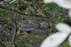 Coendou prehensilis
