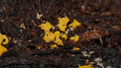 Hemitrichia serpula