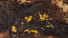 Hemitrichia serpula
