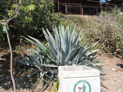 Agave