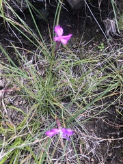 Dianthus basuticus