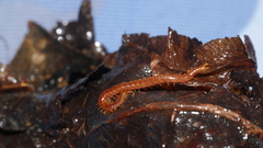 Strigamia branneri