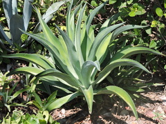 Agave