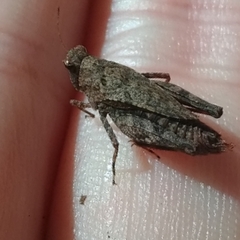 Formosatettix larvatus