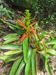 Guzmania gloriosa