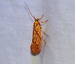 Lactura erythractis