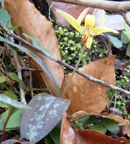 Erythronium image