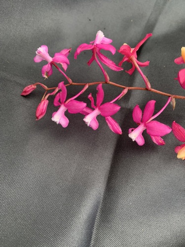 Oncidium vulcanicum, photograph 5