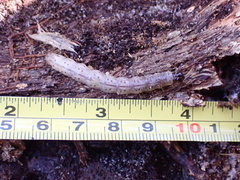 Scolecocampa