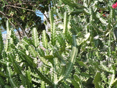 Euphorbia
