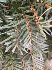 Taxus baccata
