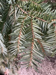 Taxus baccata