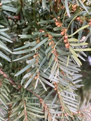 Taxus baccata