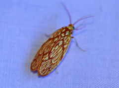 Lactura erythractis