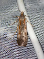 Scoparia scripta