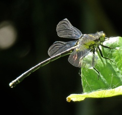 Octogomphus specularis