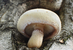 Pholiota heteroclita