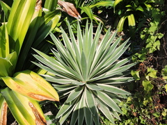 Agave